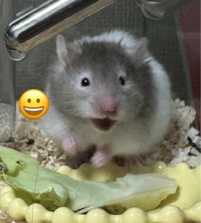 �ʐ^�͖����ŋߎ����n�߂��L���N�}